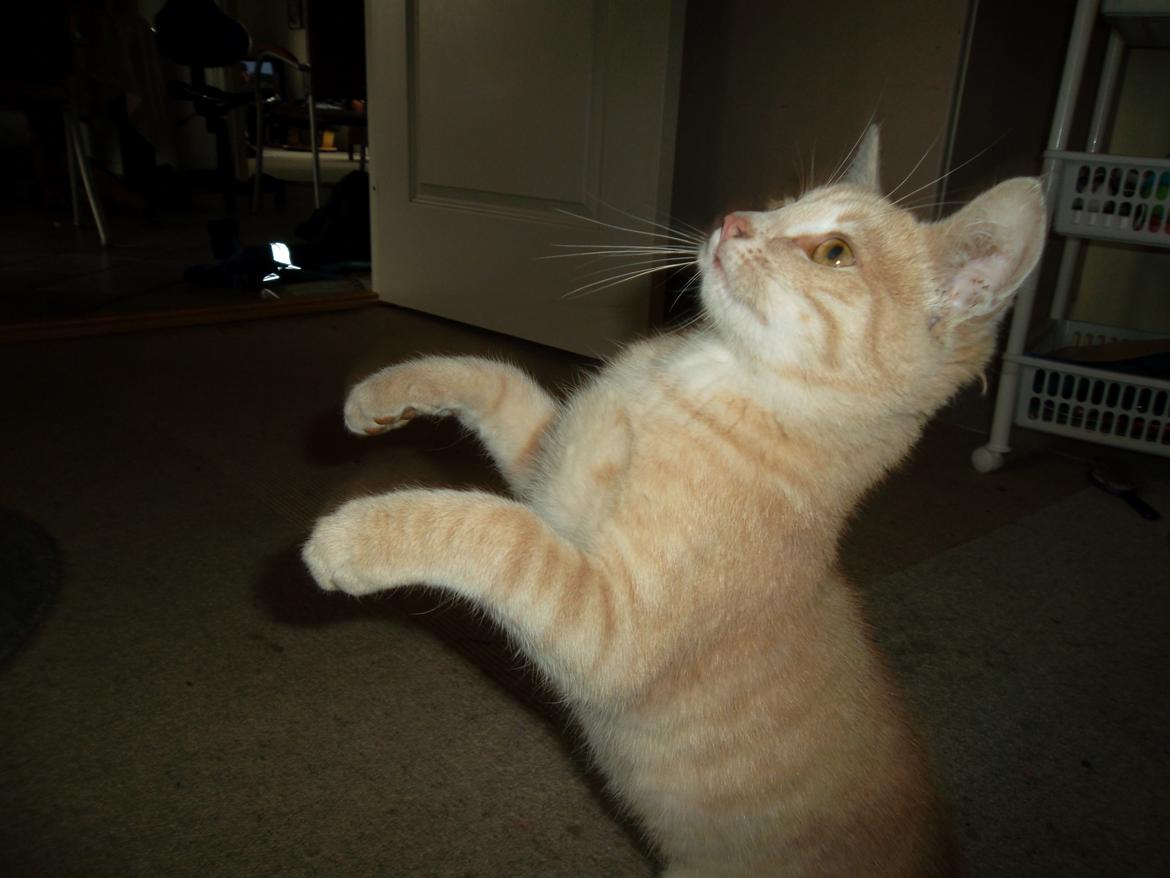 Huskat Porsche billede 14