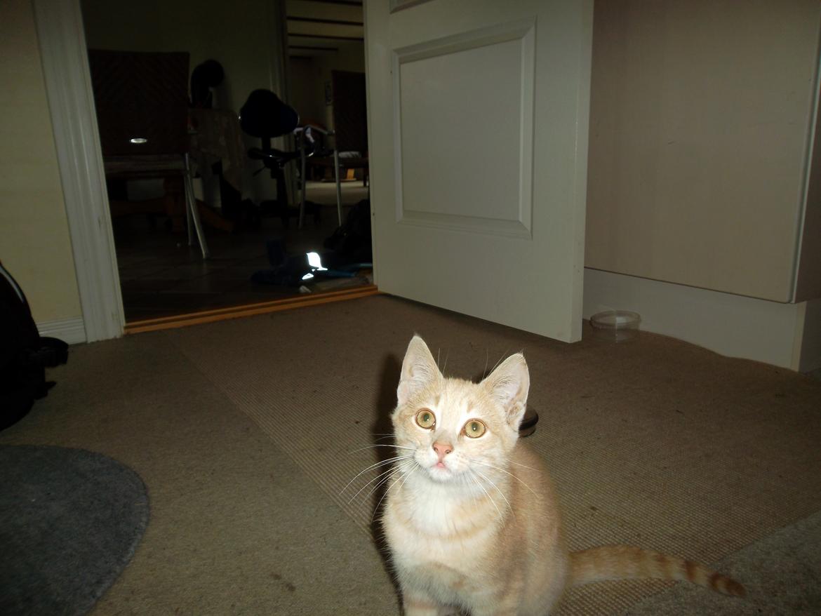 Huskat Porsche billede 15