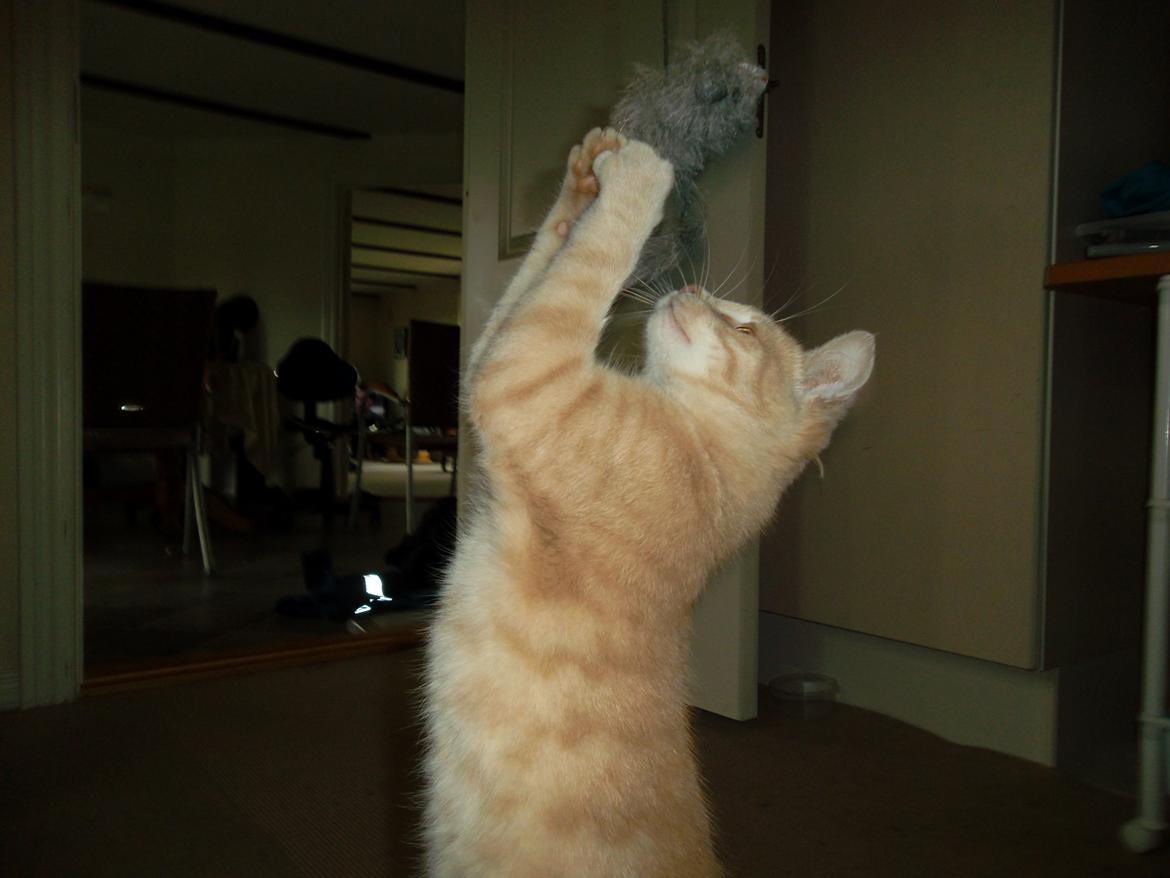 Huskat Porsche billede 16