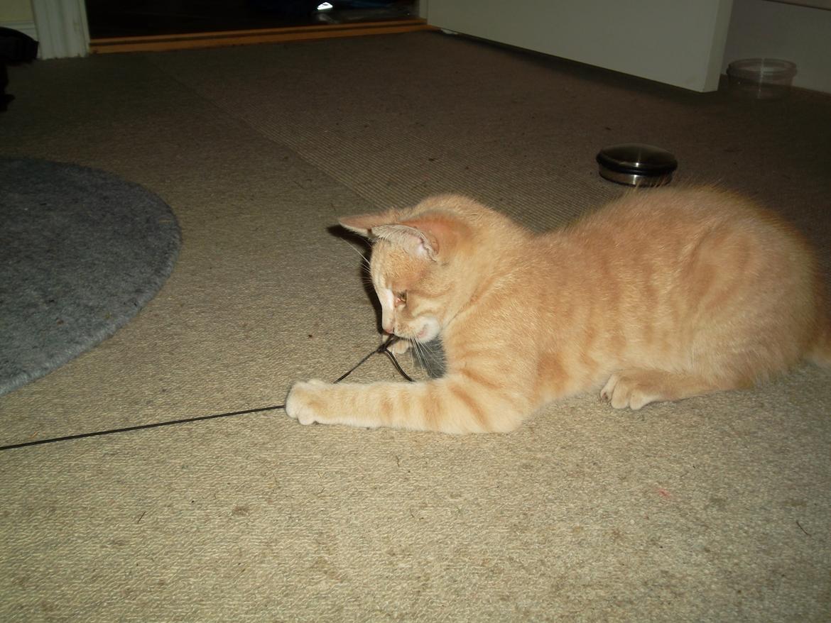 Huskat Porsche billede 17