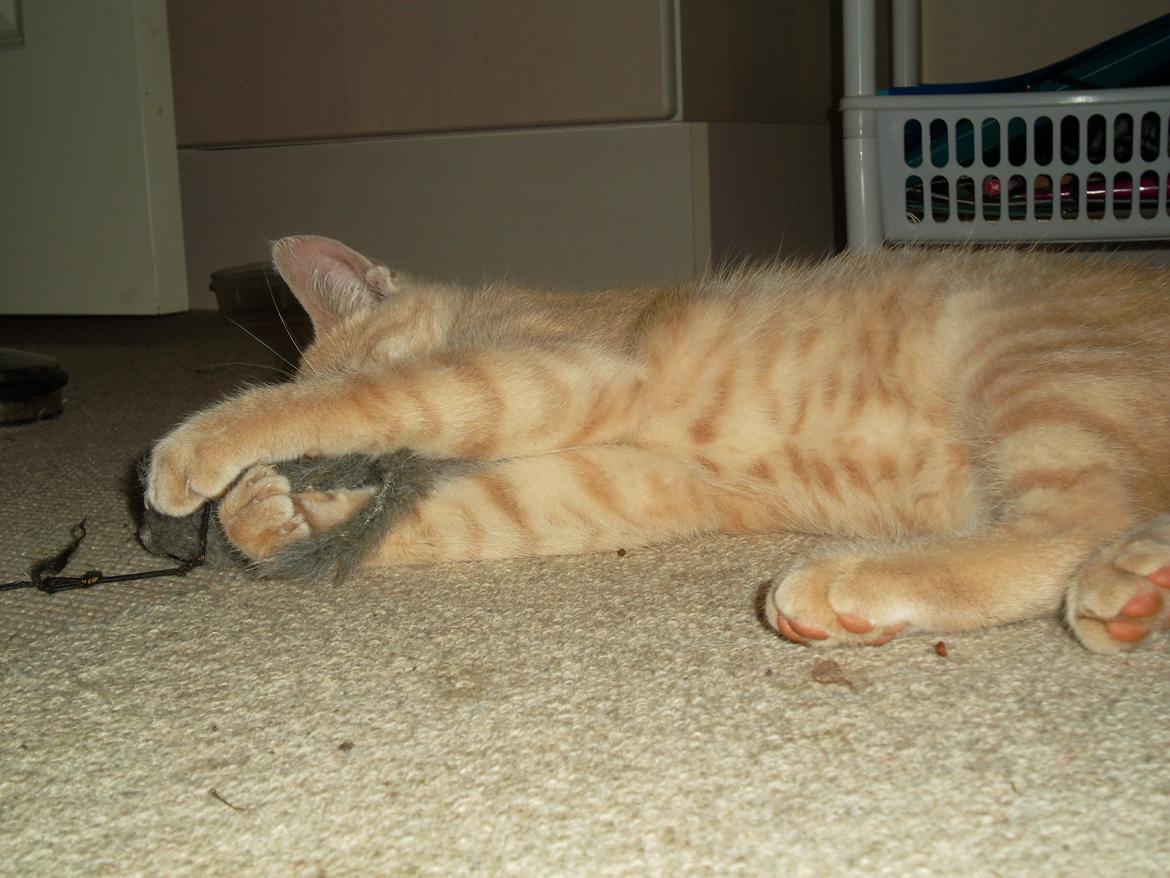 Huskat Porsche billede 18