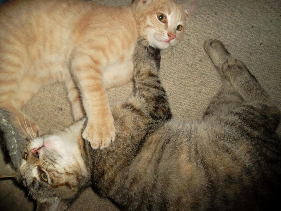 Huskat Porsche billede 19