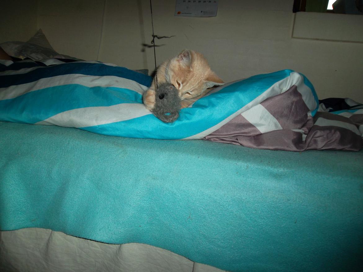 Huskat Porsche billede 20