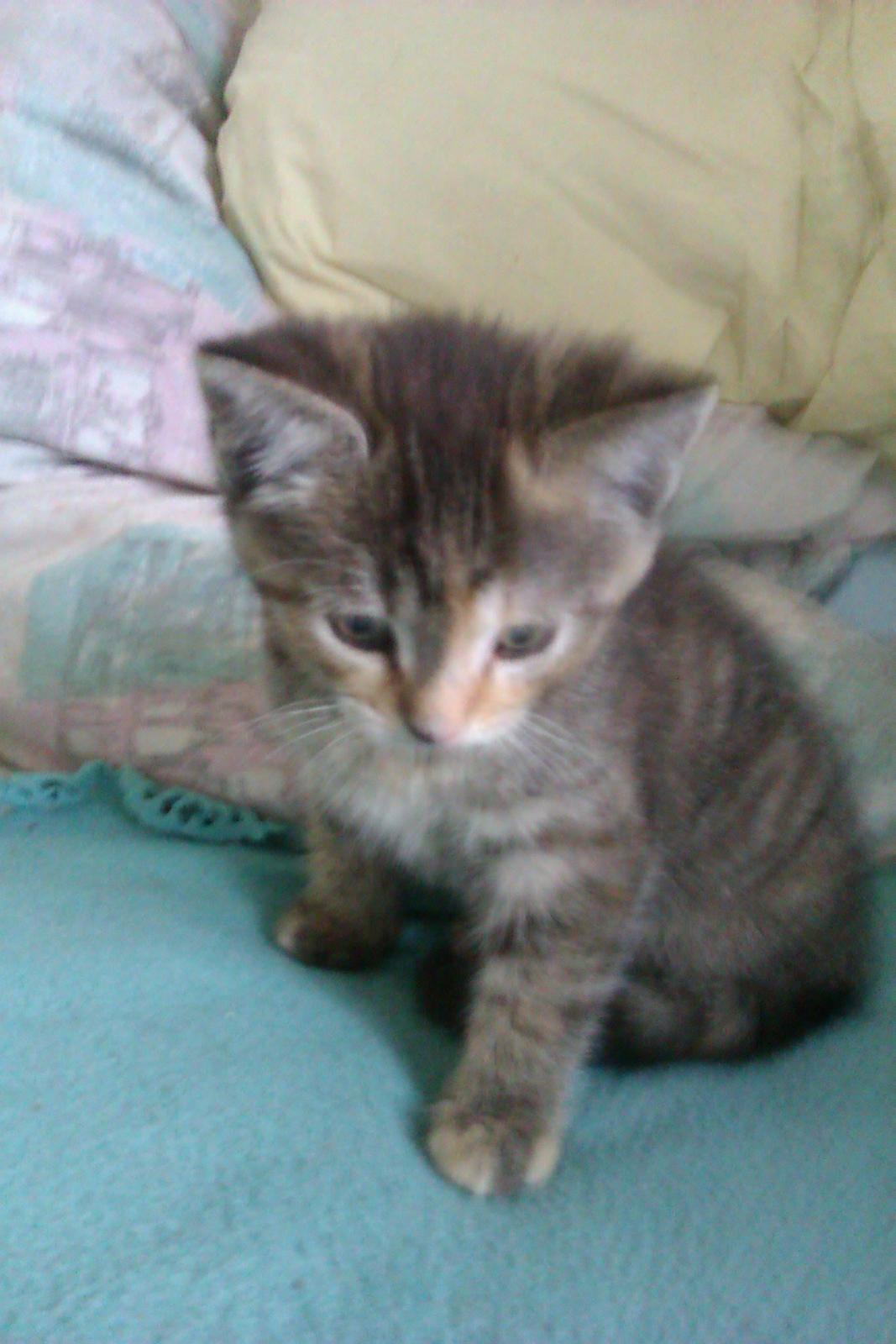 Huskat Lucky billede 9