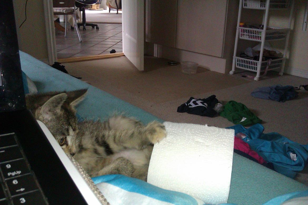 Huskat Lucky billede 10