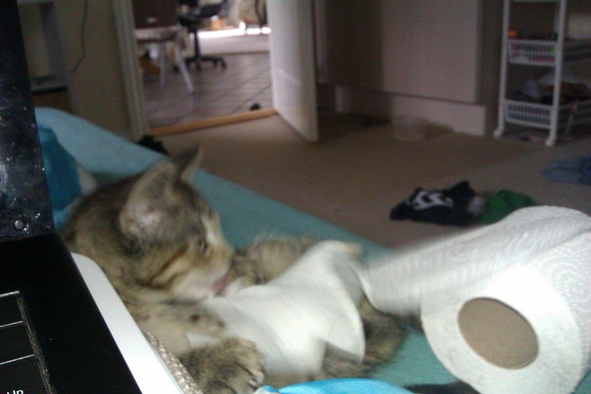 Huskat Lucky billede 11