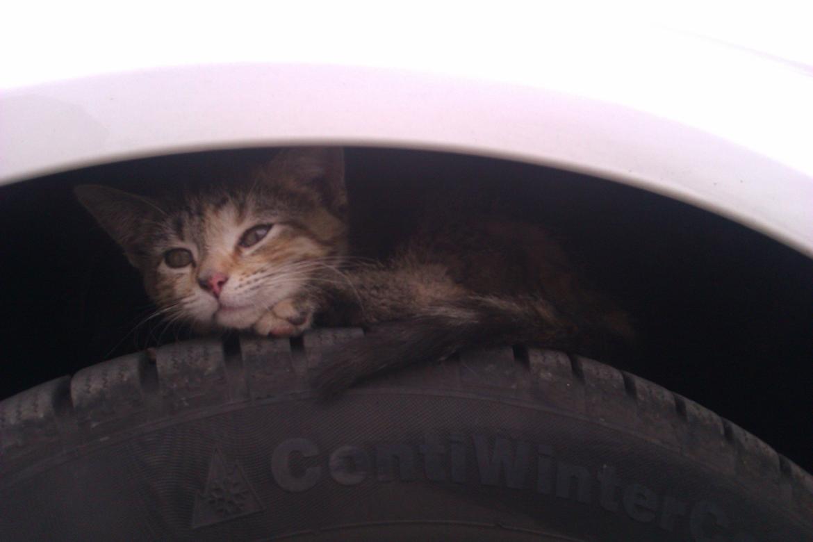 Huskat Lucky billede 3