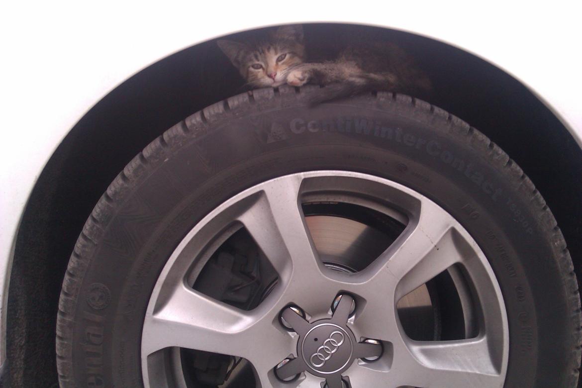 Huskat Lucky billede 2