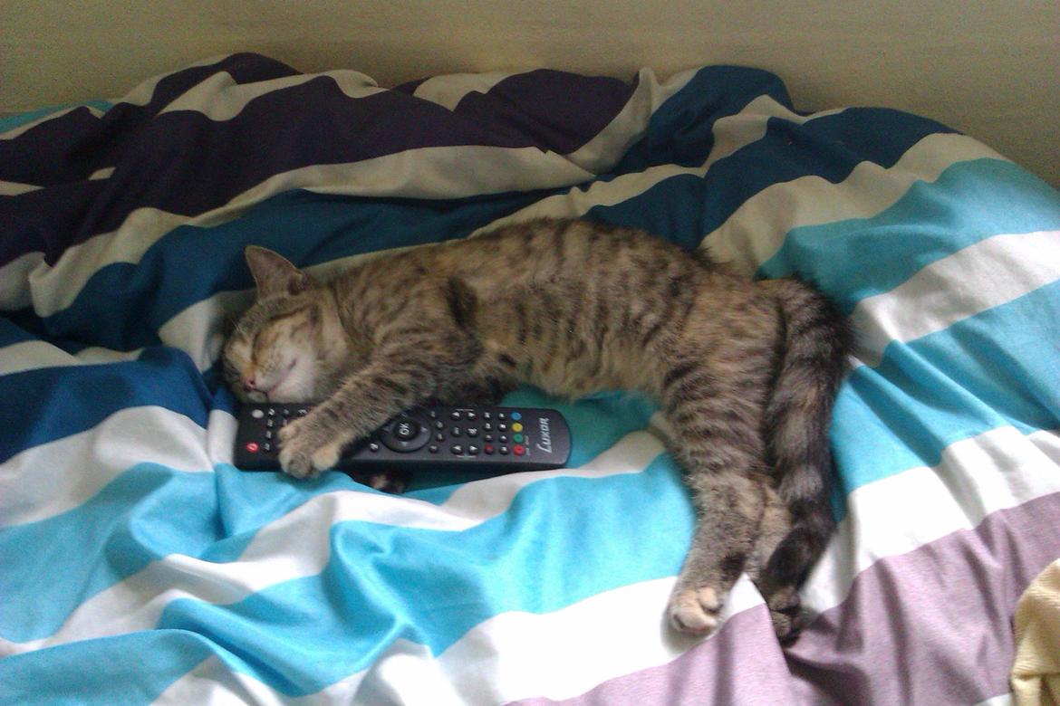 Huskat Lucky billede 1