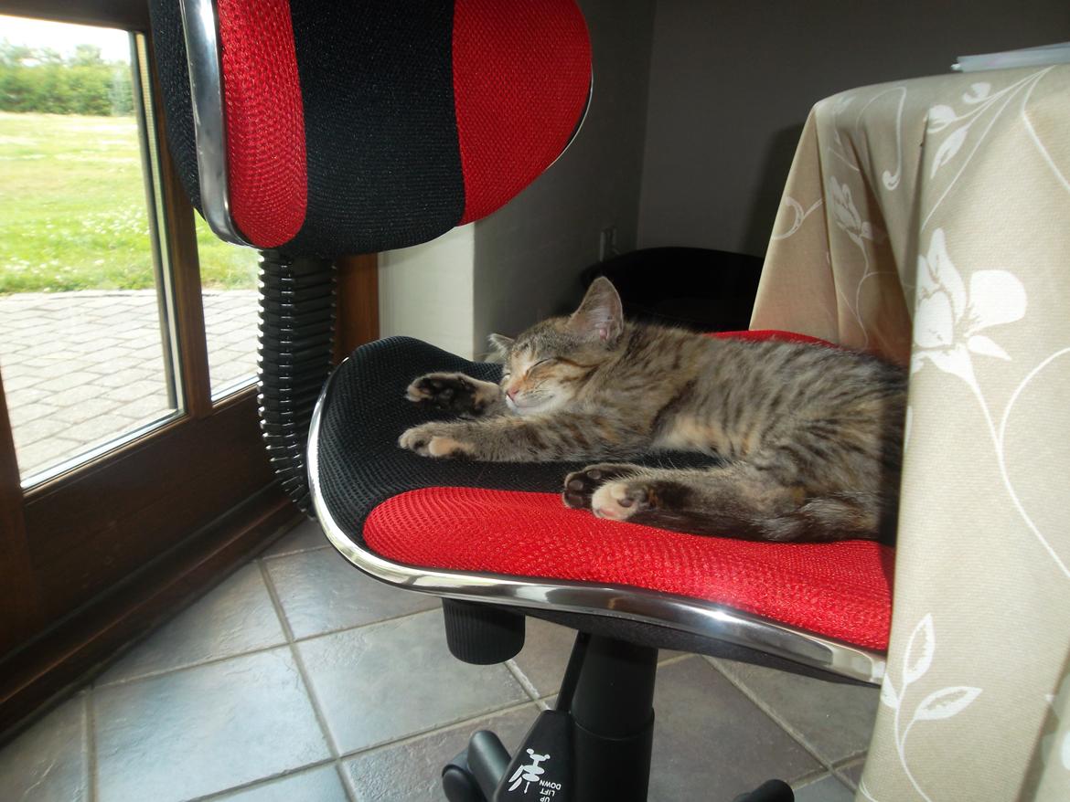 Huskat Lucky billede 4