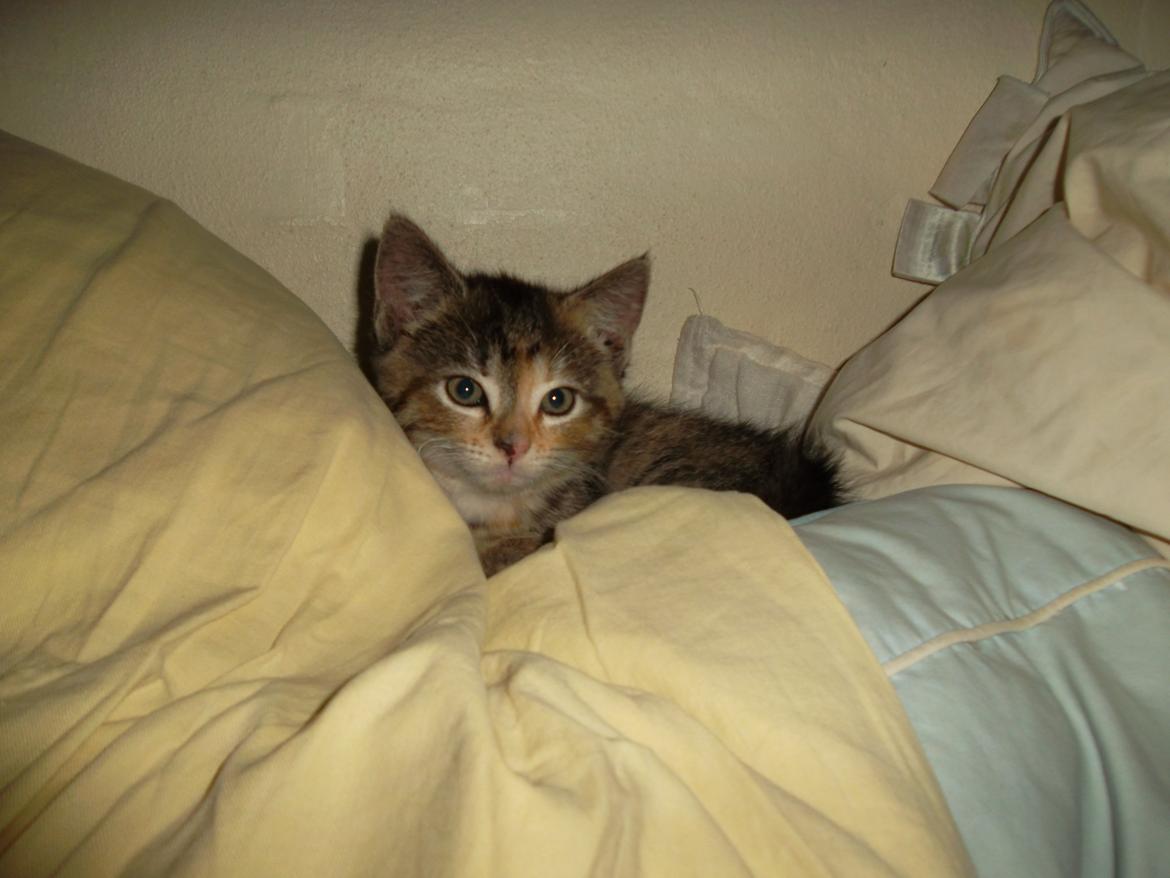 Huskat Lucky billede 12