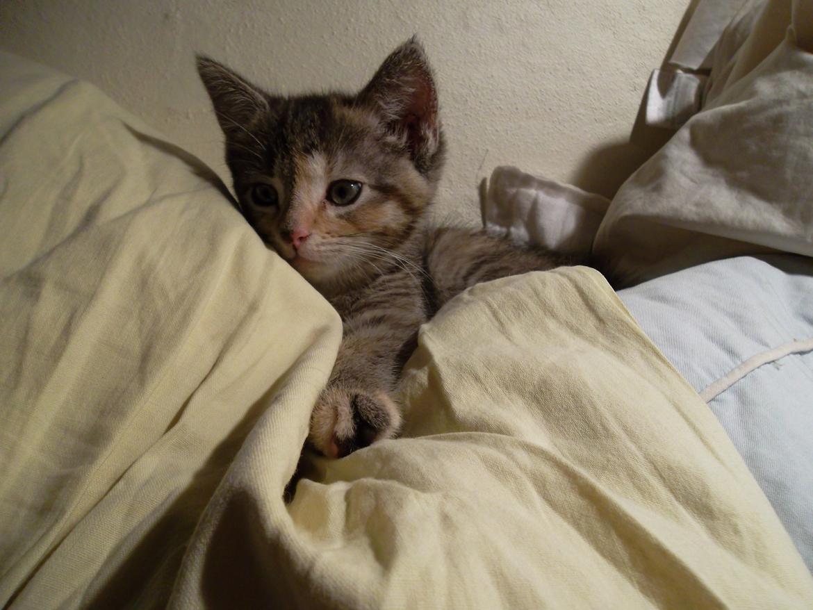 Huskat Lucky billede 13