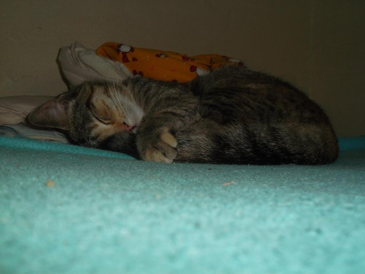 Huskat Lucky billede 14