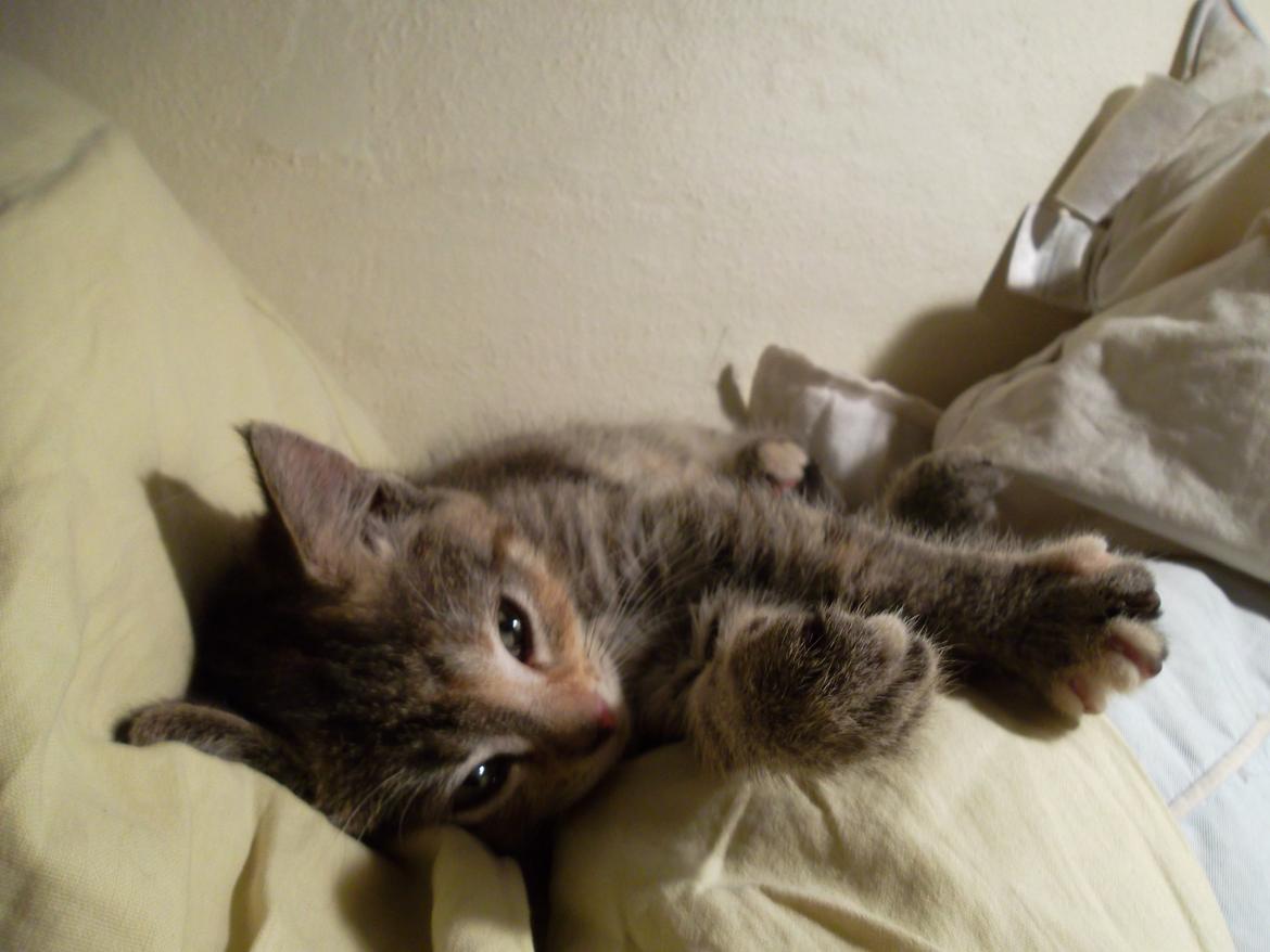 Huskat Lucky billede 15