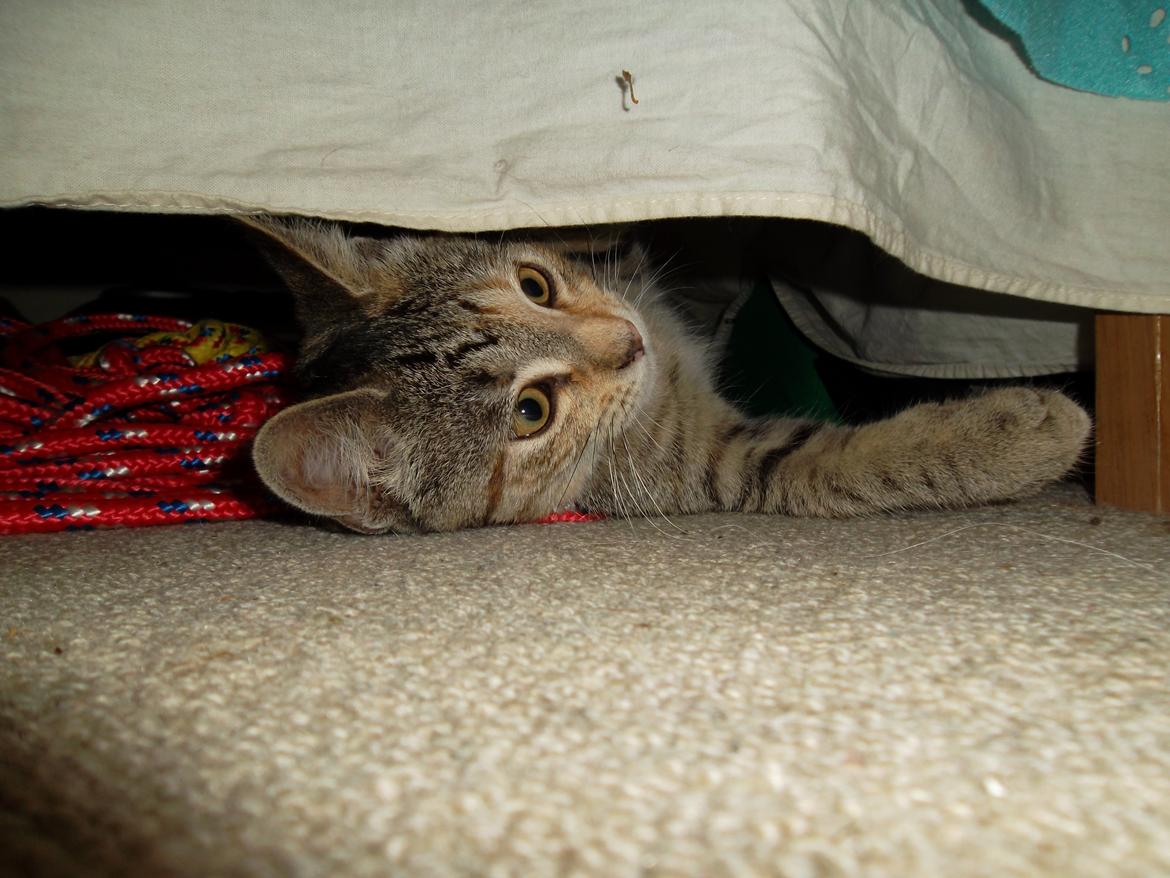 Huskat Lucky billede 16