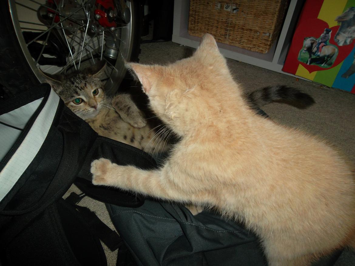 Huskat Lucky billede 17