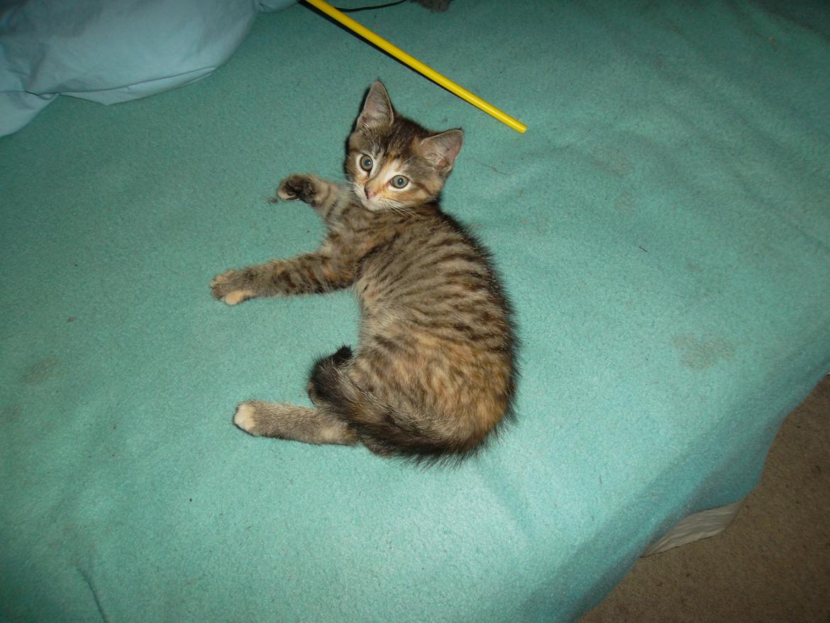 Huskat Lucky billede 18