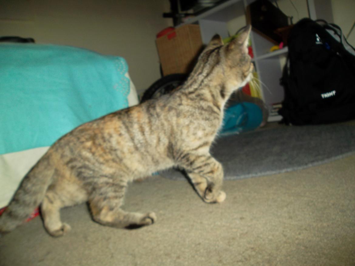 Huskat Lucky billede 19