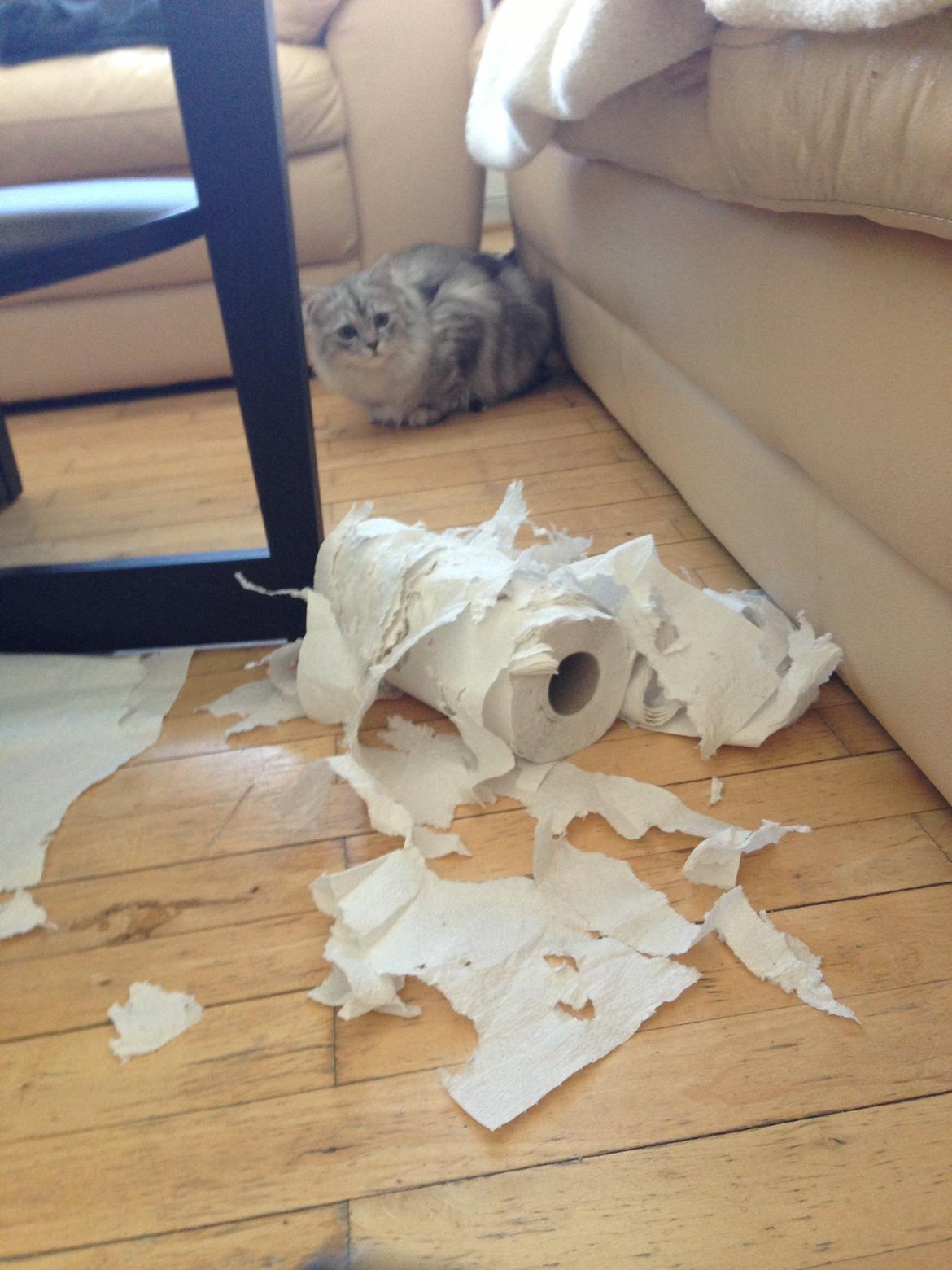 Blanding af racer Villads billede 11