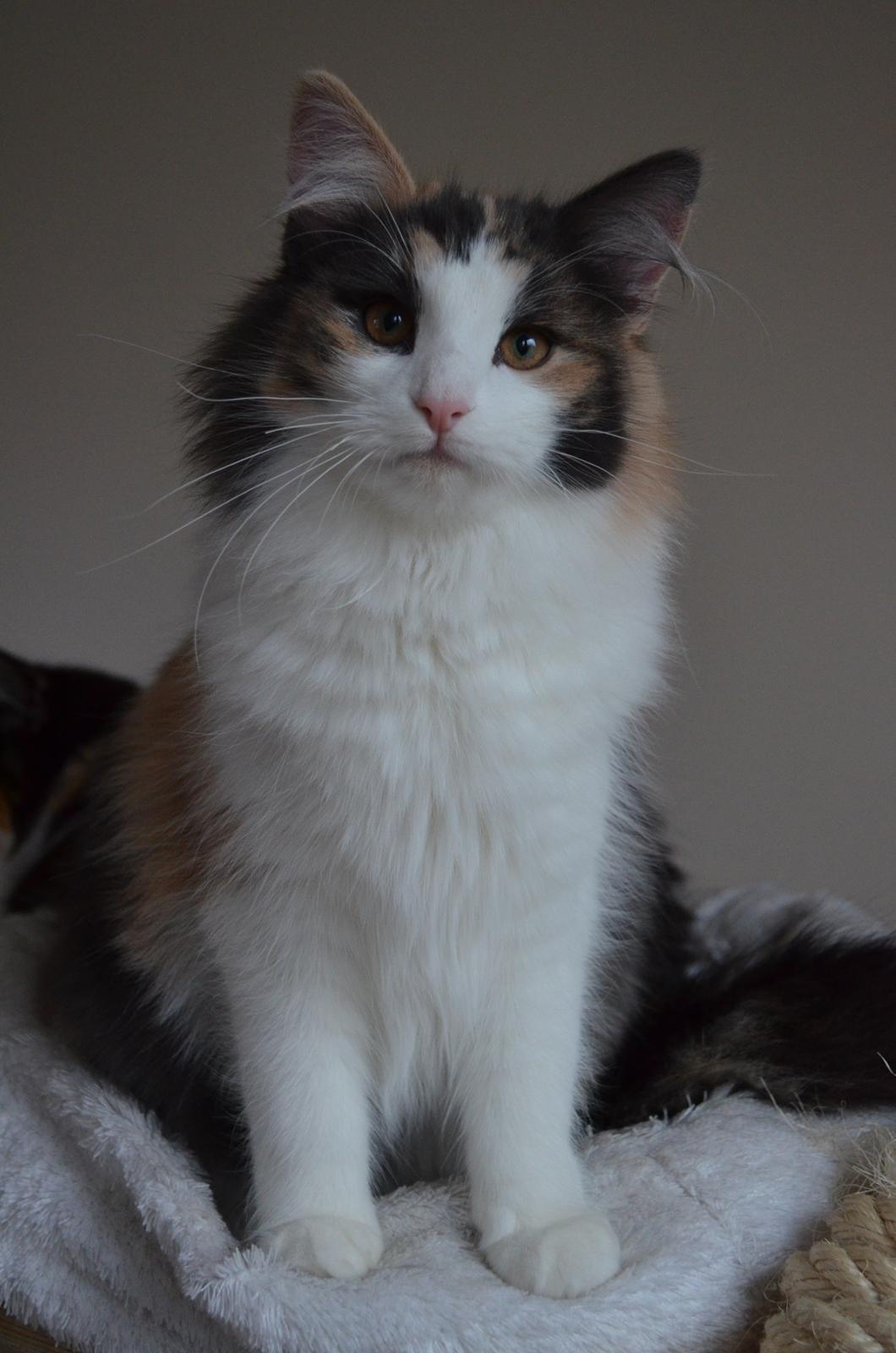 Norsk Skovkat Flocke (Killix Klokkeblomst) - himmelkat  - Flocke til fotosession før hun blev solgt til mig billede 2