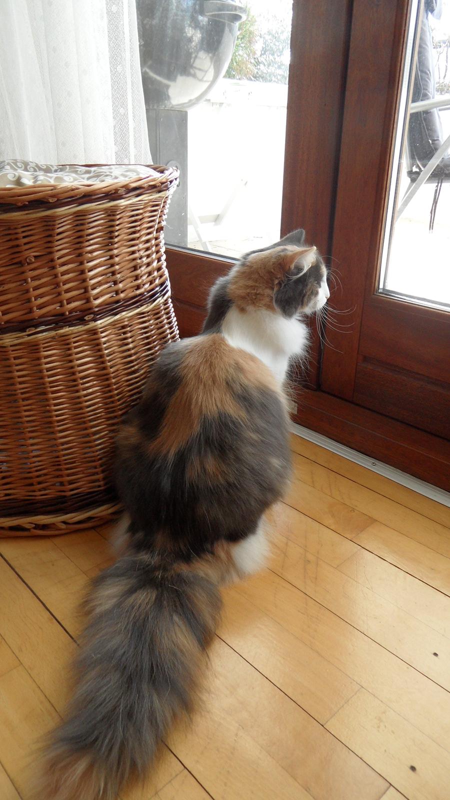 Norsk Skovkat Flocke (Killix Klokkeblomst) - himmelkat  - Flocke holder øje med fuglene ude på terrassen billede 3