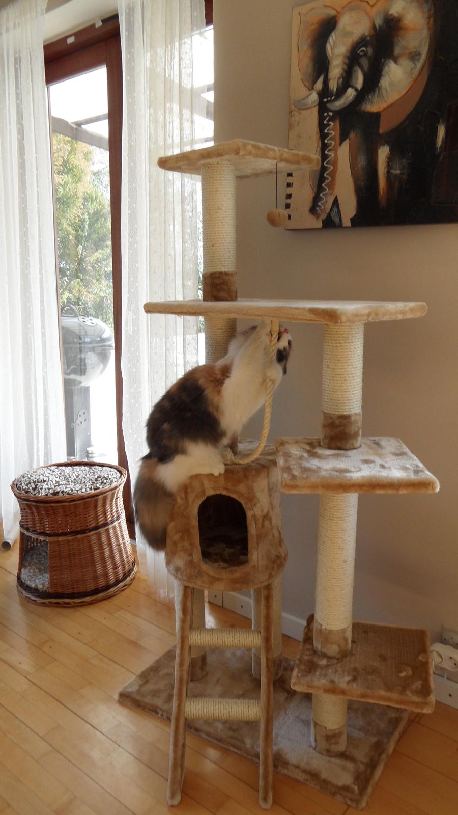 Norsk Skovkat Flocke (Killix Klokkeblomst) - himmelkat  - Flocke indtager sit nye legetårn billede 4