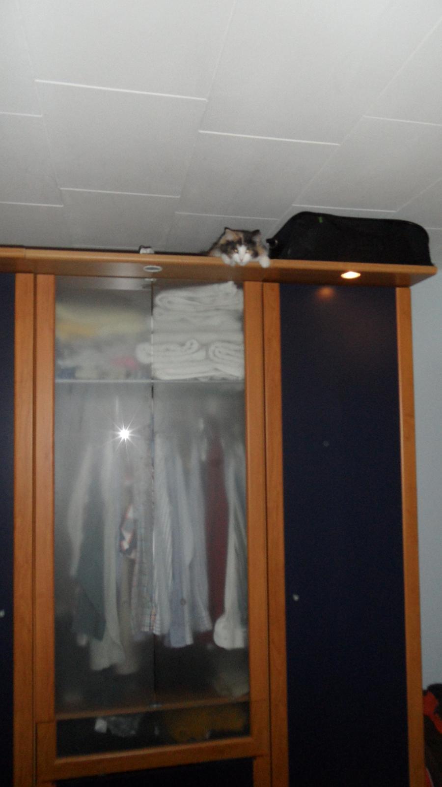 Norsk Skovkat Flocke (Killix Klokkeblomst) - himmelkat  - Der er intet bedre sted at sove end oppe på klædeskabet på en taske billede 5