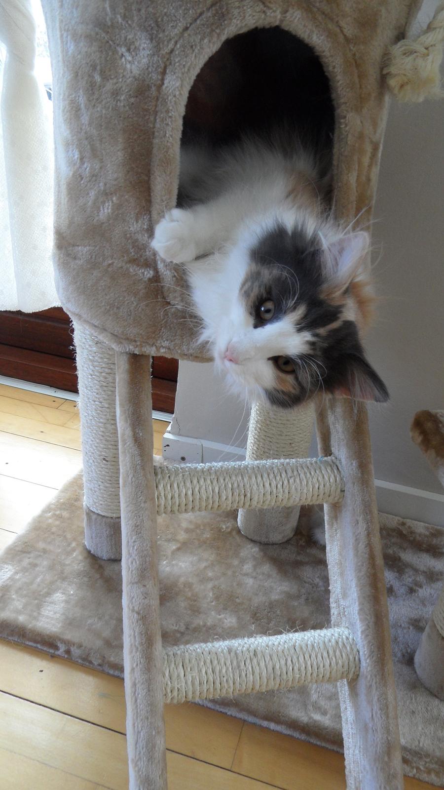 Norsk Skovkat Flocke (Killix Klokkeblomst) - himmelkat  - lige vågnet billede 6