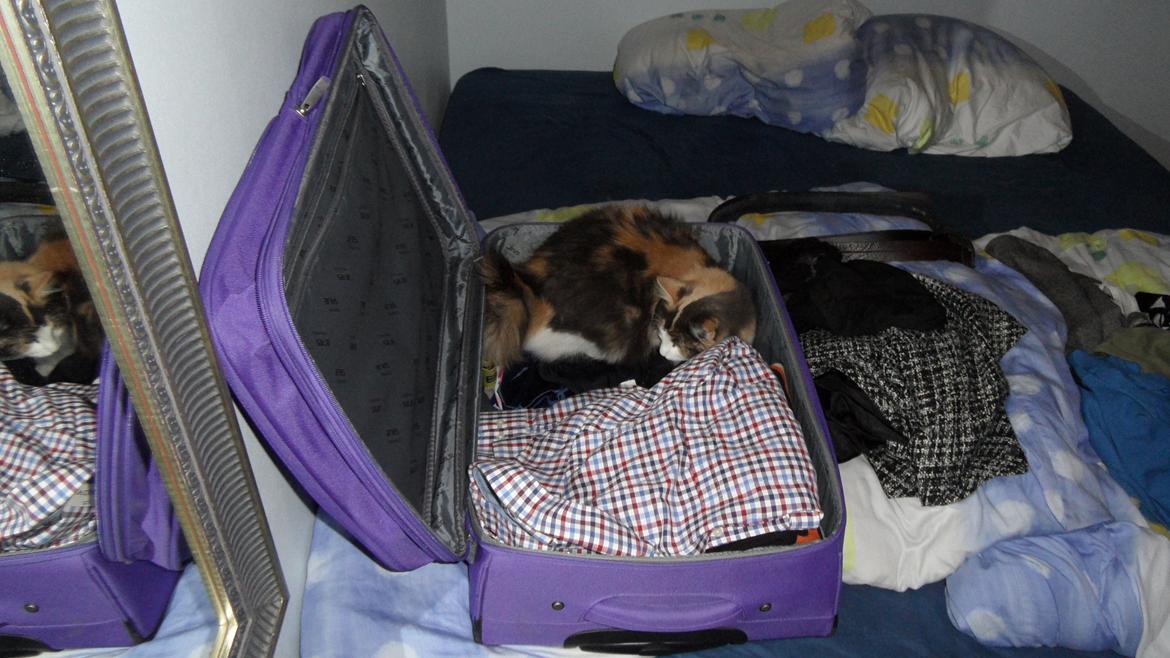 Norsk Skovkat Flocke (Killix Klokkeblomst) - himmelkat  - I må pakke videre senere - jeg skal lige sove lidt billede 7