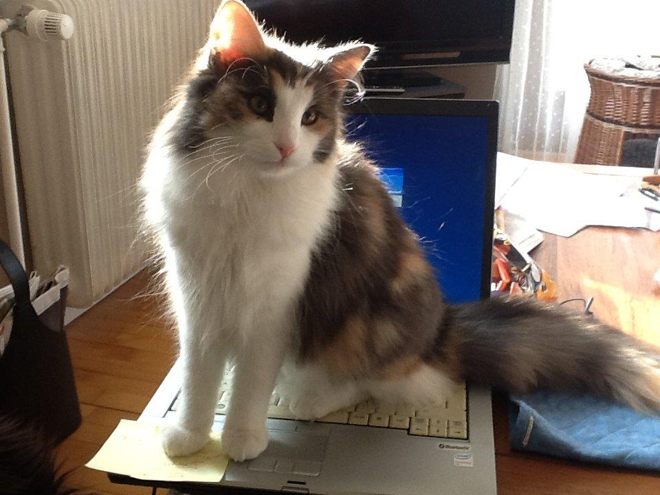 Norsk Skovkat Flocke (Killix Klokkeblomst) - himmelkat  - Flocke arbejder billede 8