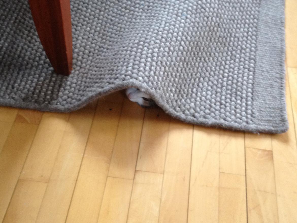 Norsk Skovkat Flocke (Killix Klokkeblomst) - himmelkat  - OBS - buler på gulvtæppet! billede 9