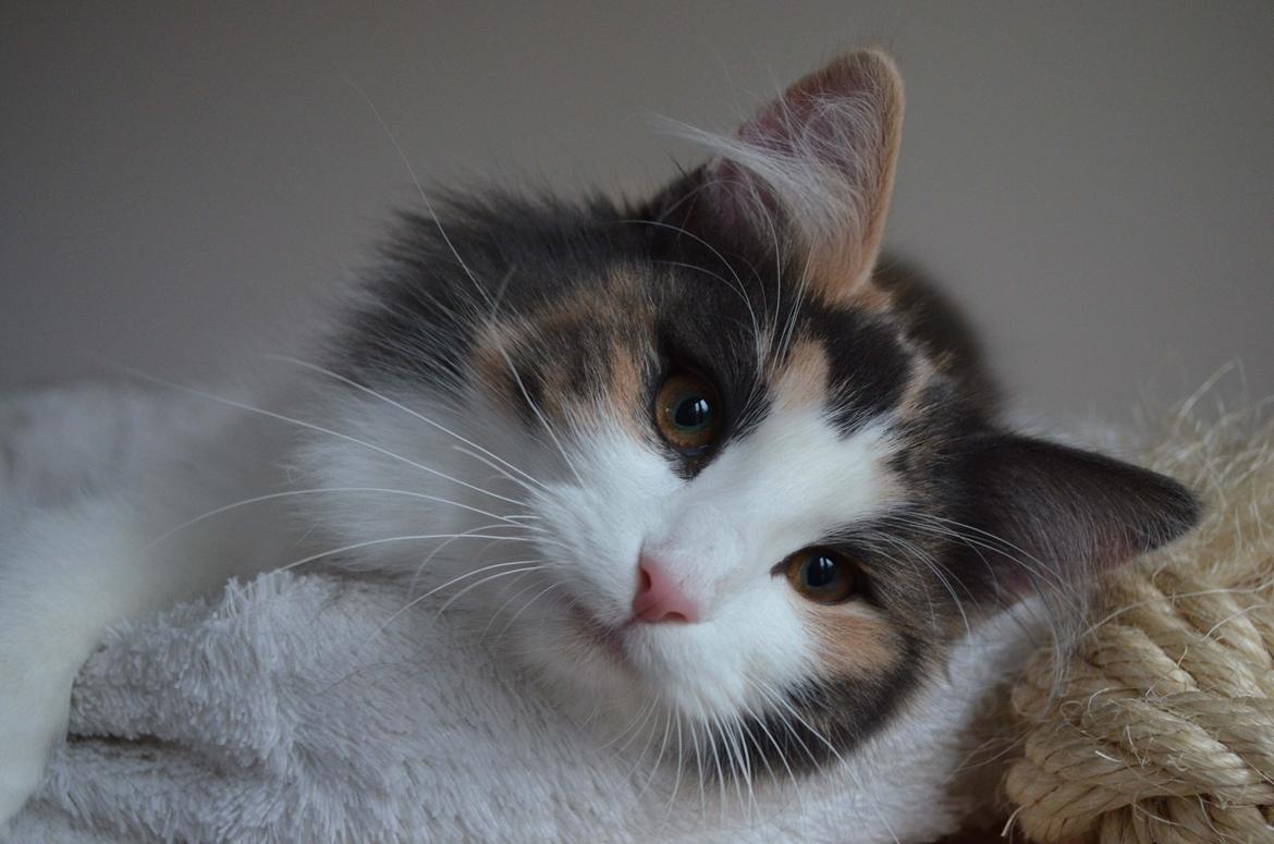 Norsk Skovkat Flocke (Killix Klokkeblomst) - himmelkat  - Flocke til fotosession før hun blev solgt til mig billede 1