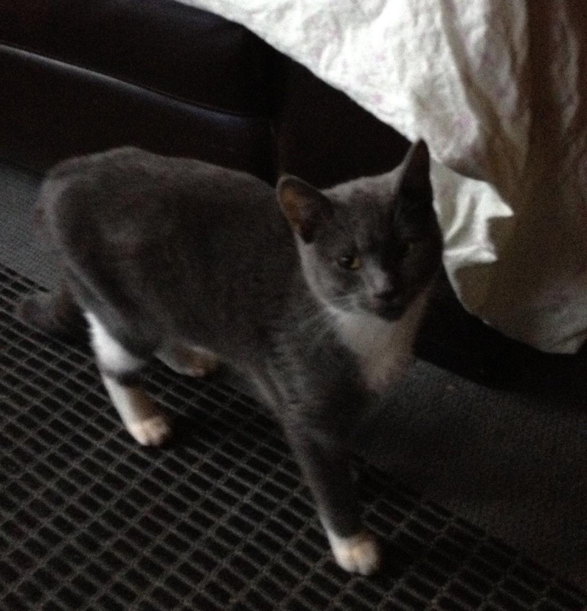 Blanding af racer Joey billede 1