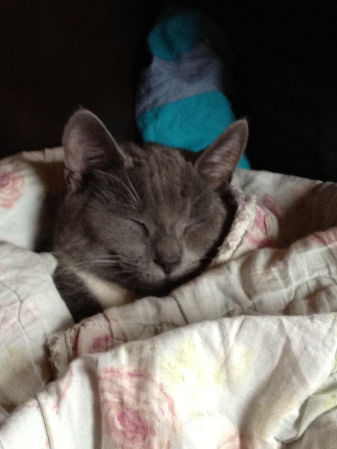 Blanding af racer Joey billede 2