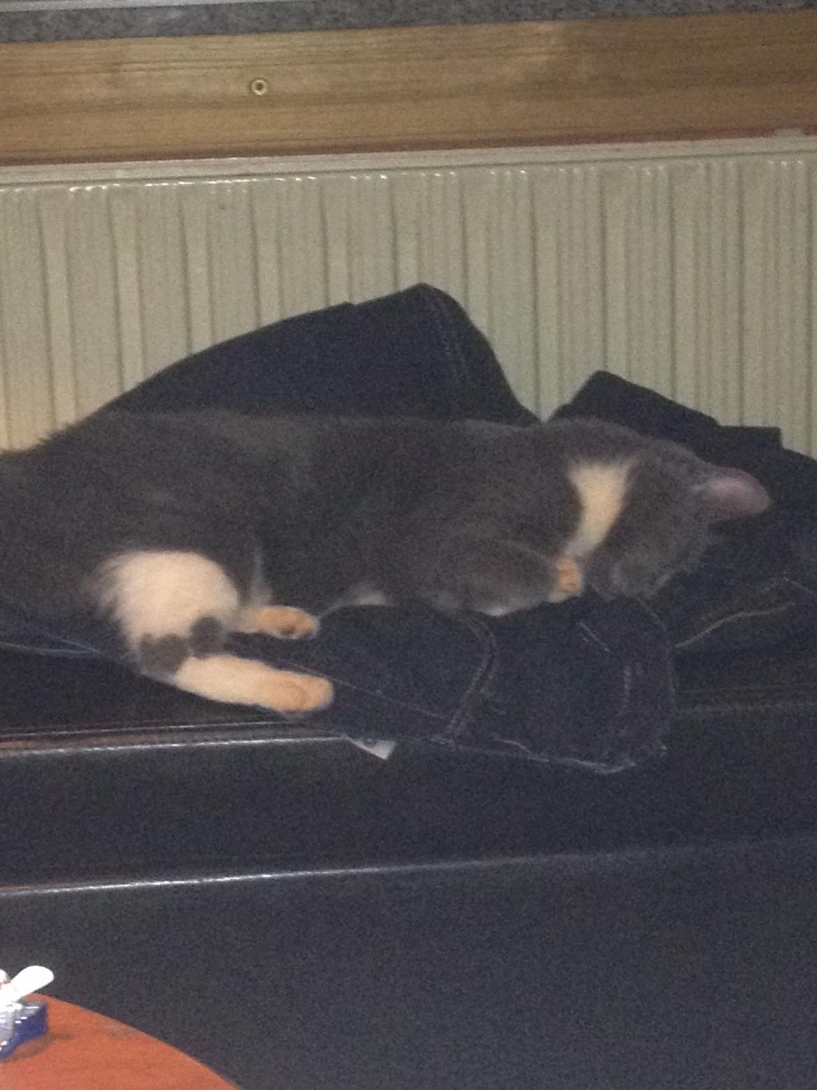 Blanding af racer Joey billede 3