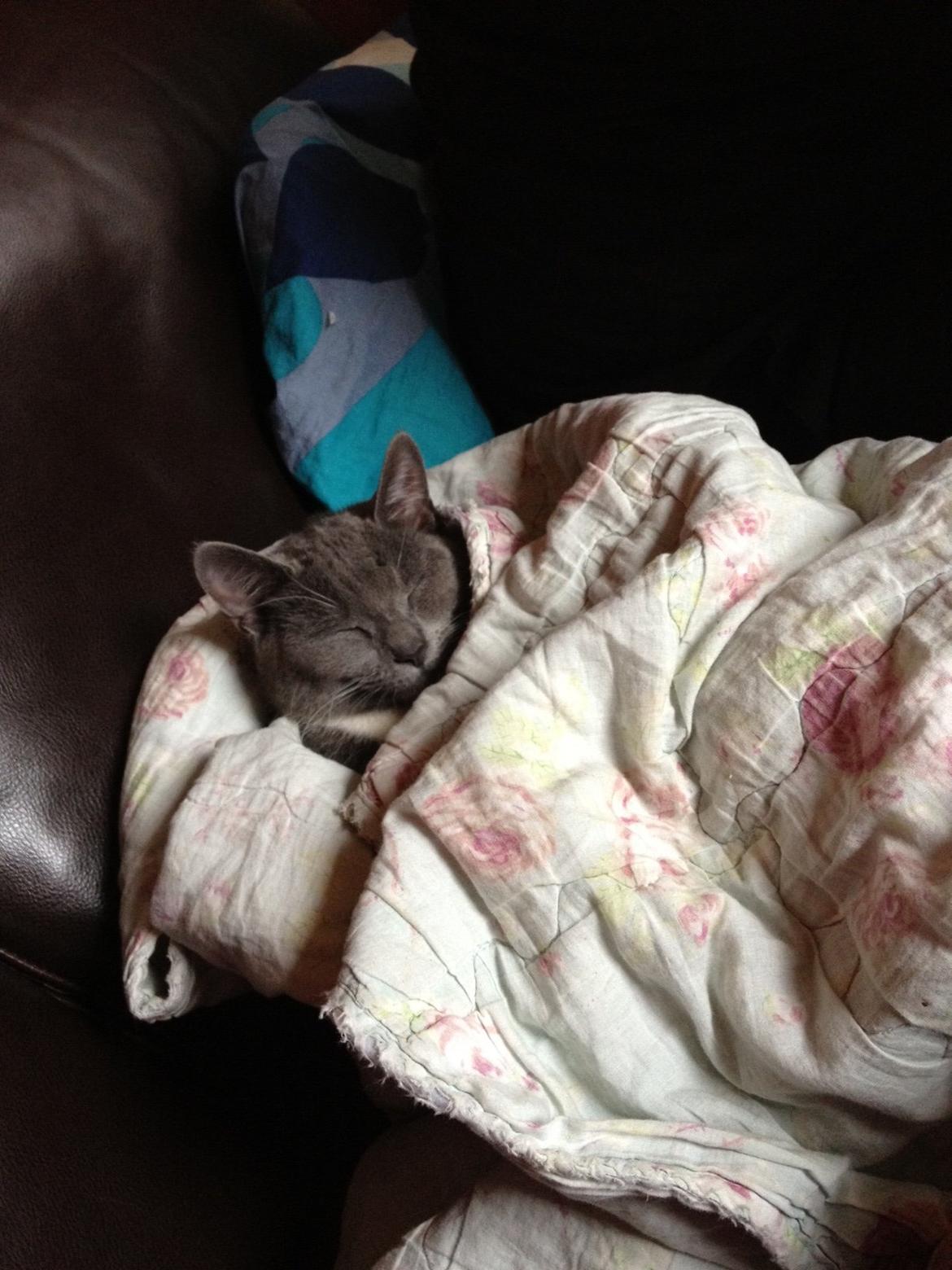 Blanding af racer Joey billede 4