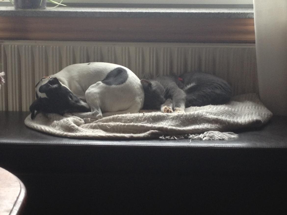 Blanding af racer Joey billede 6