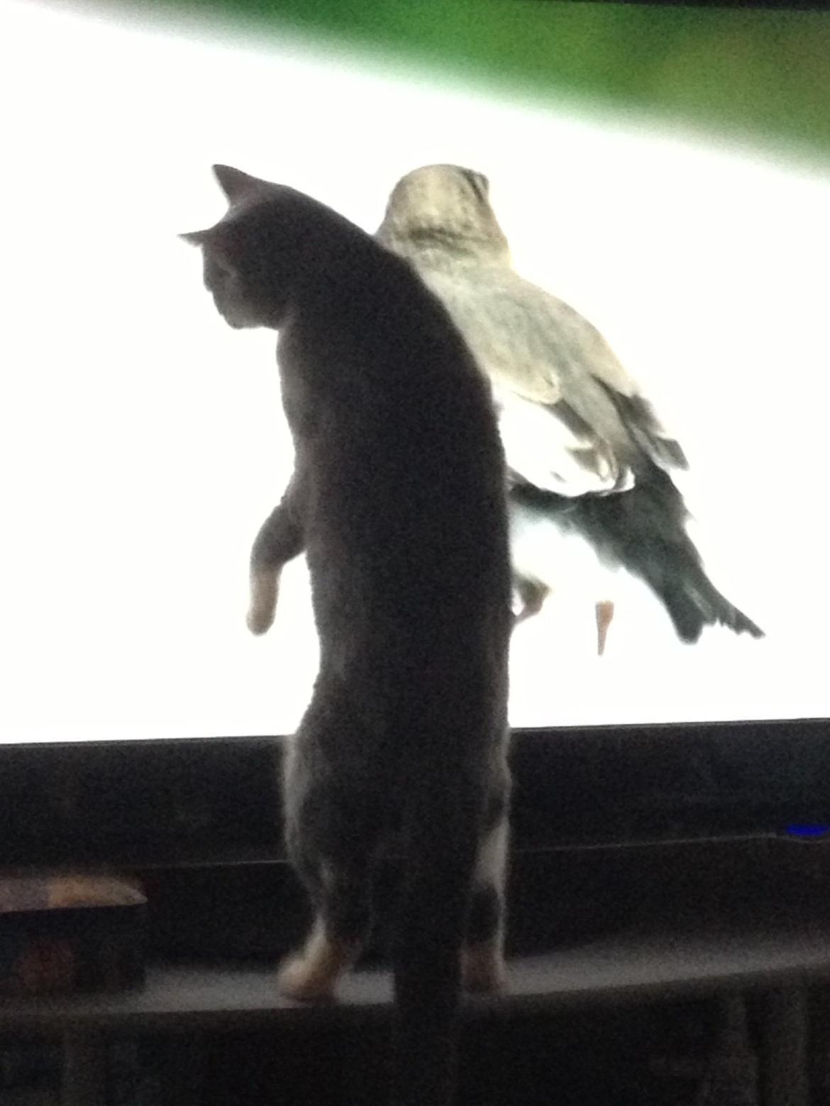 Blanding af racer Joey billede 5