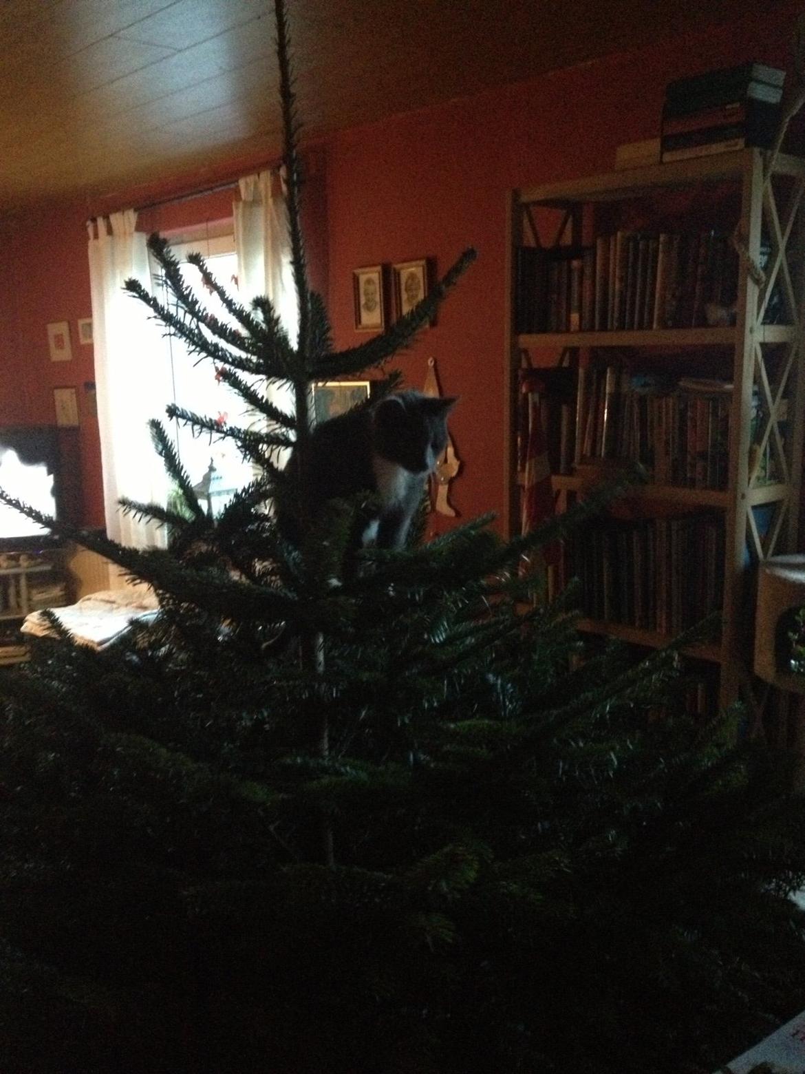 Blanding af racer Joey billede 7