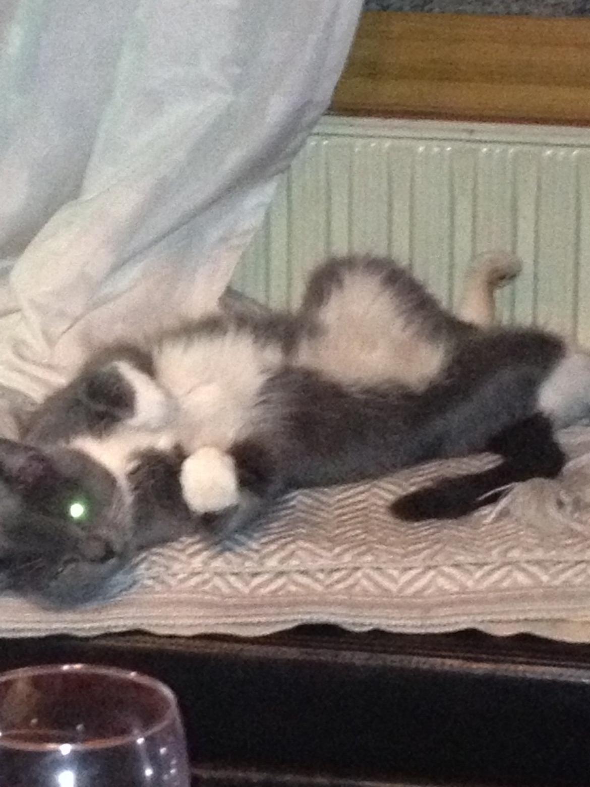 Blanding af racer Joey billede 8