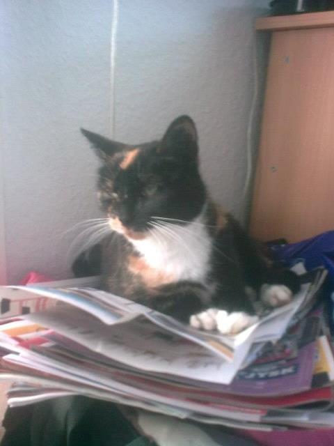 Huskat Sascha billede 4