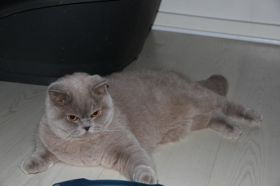 British Shorthair Lady Xiera's Madonna. - Lady Xiera's Madonna. billede 7