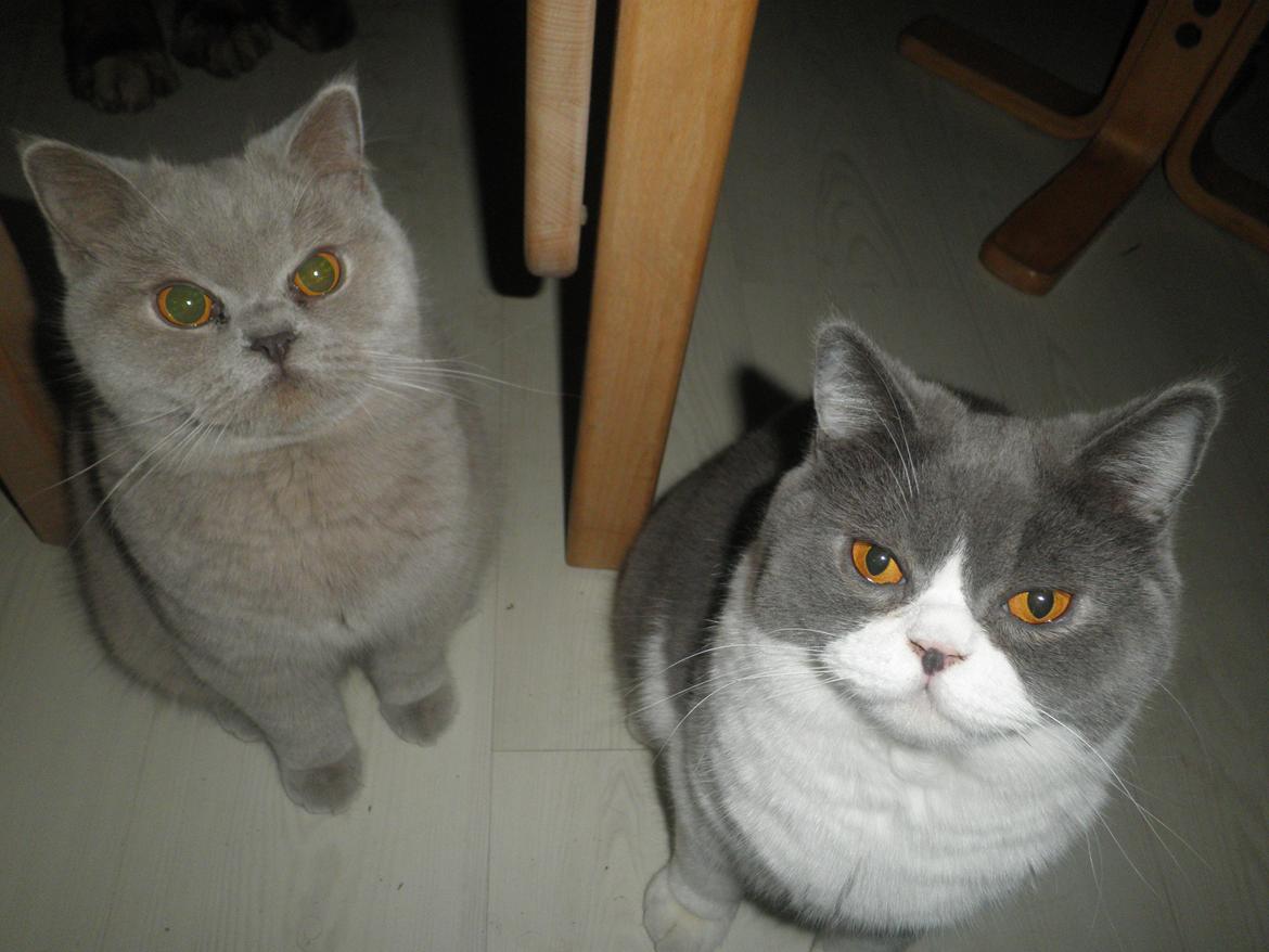 British Shorthair Lady Xiera's Madonna. billede 8