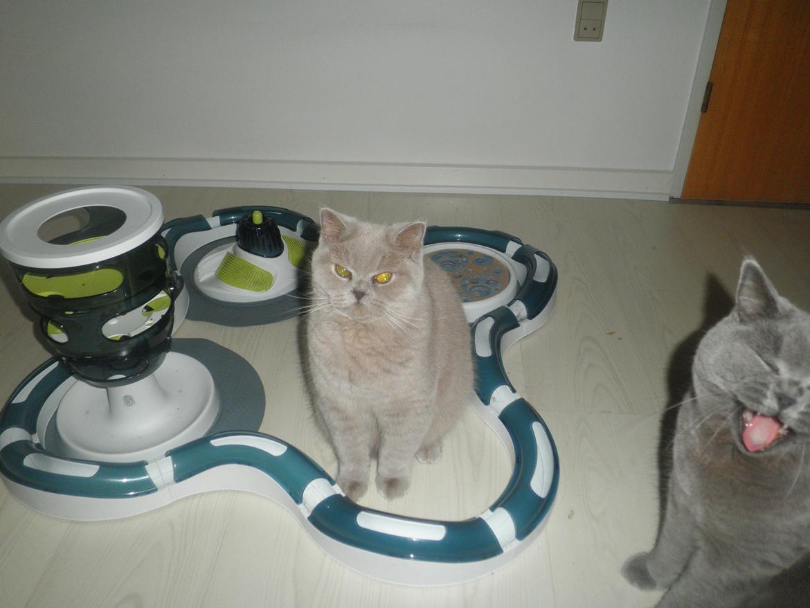 British Shorthair Lady Xiera's Madonna. billede 9