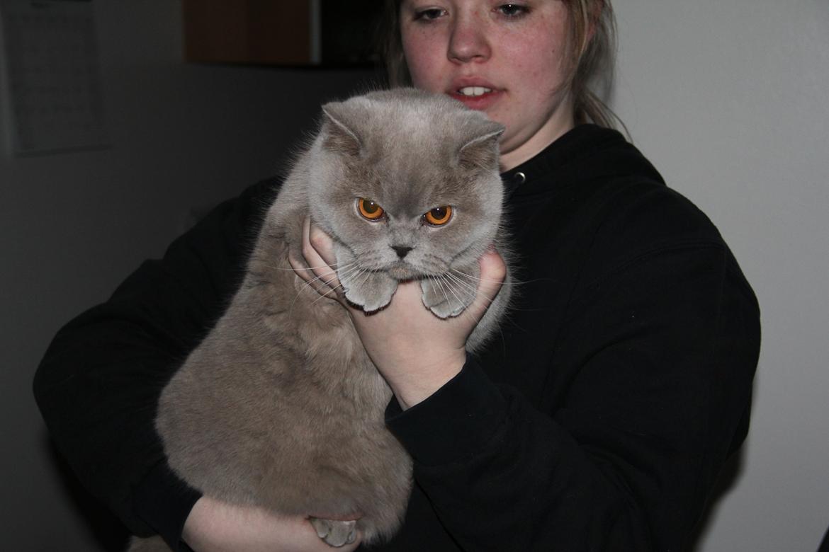 British Shorthair Lady Xiera's Madonna. billede 11