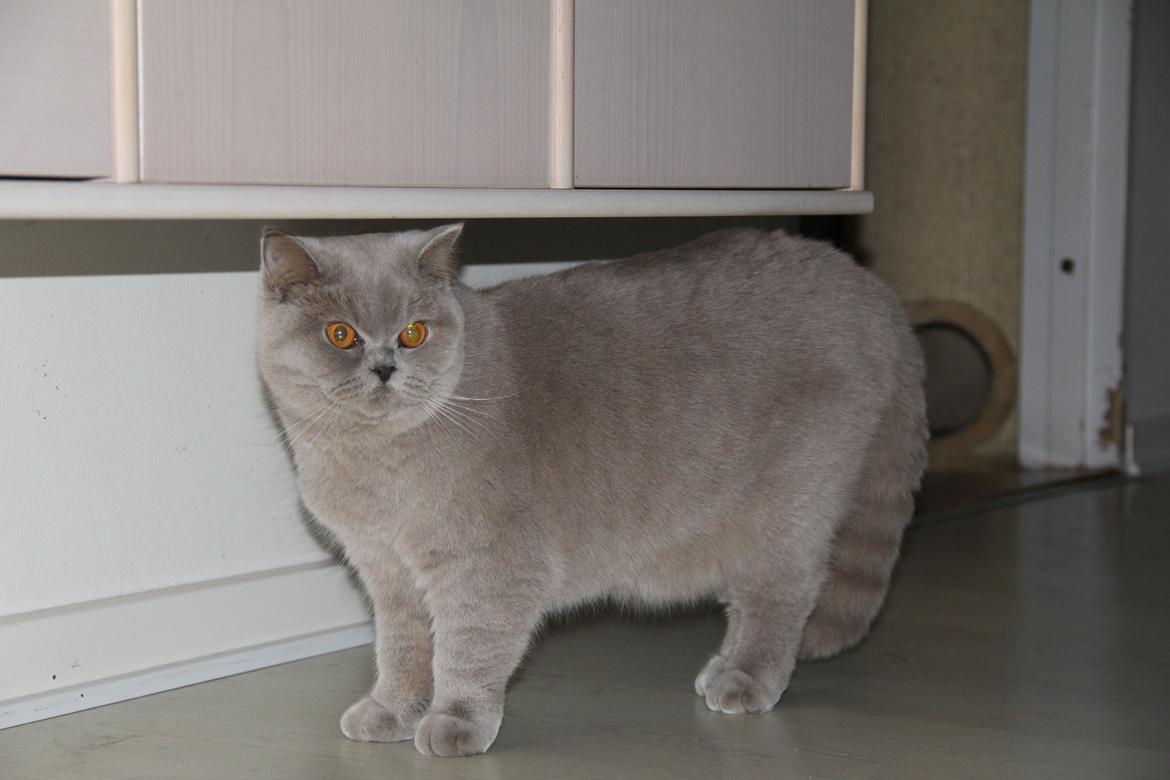 British Shorthair Lady Xiera's Madonna. billede 12