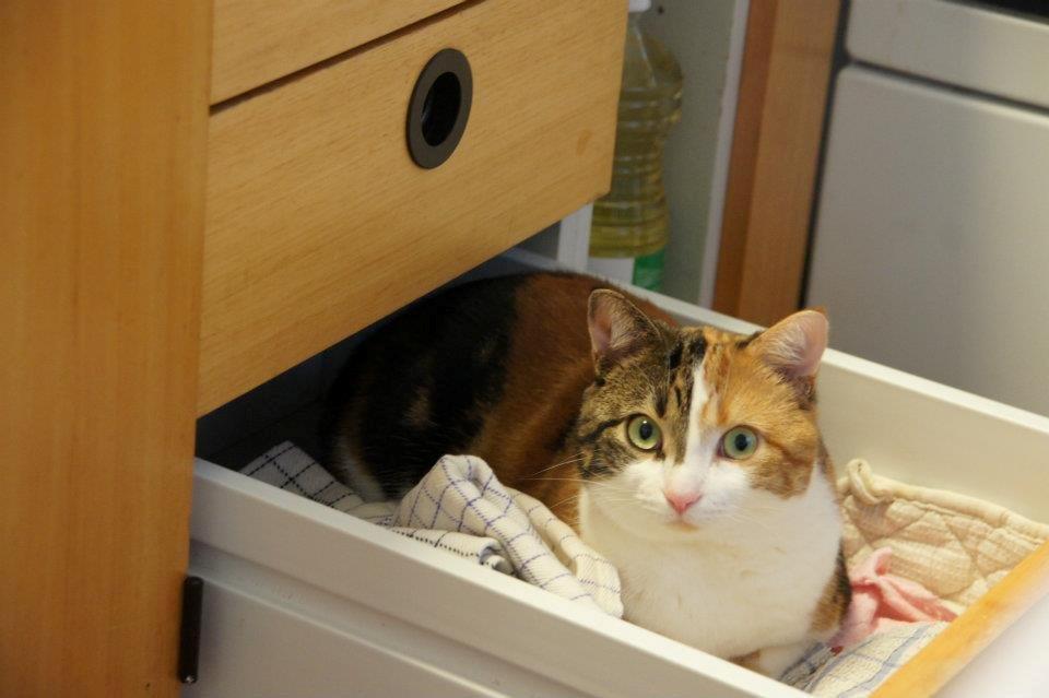 Huskat Miis - Verdens bedste sted når der blir lavet mad billede 6