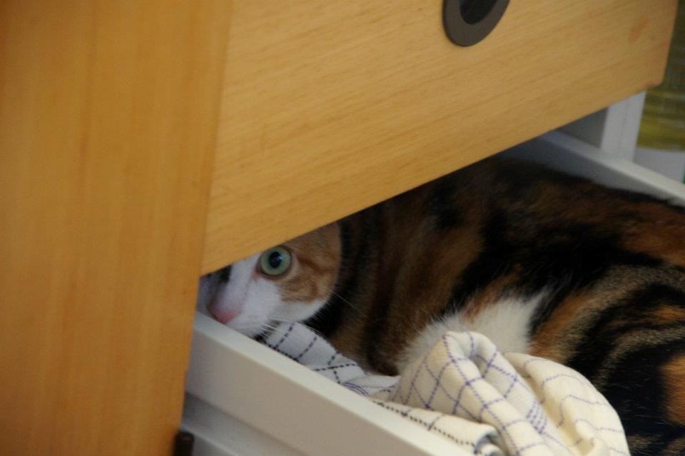 Huskat Miis - Nogle gange gemmer jeg mig helt væk billede 7