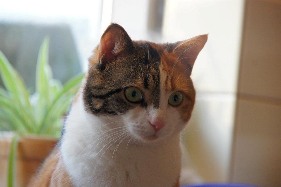 Huskat Miis billede 8