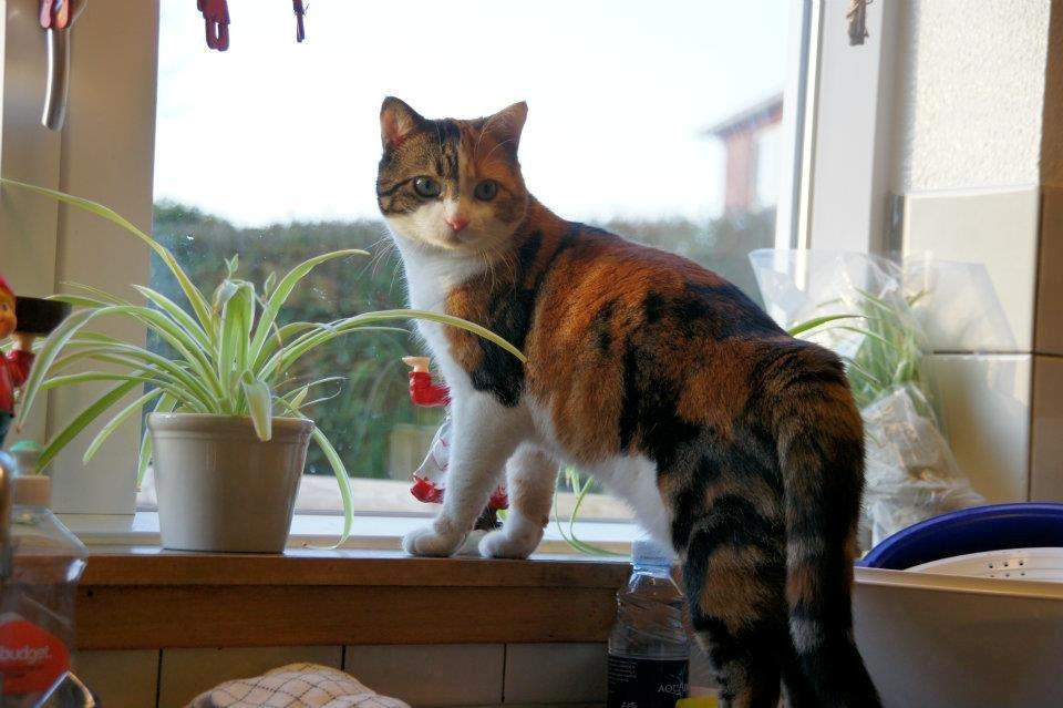 Huskat Miis - Elsker at kigge ud billede 9